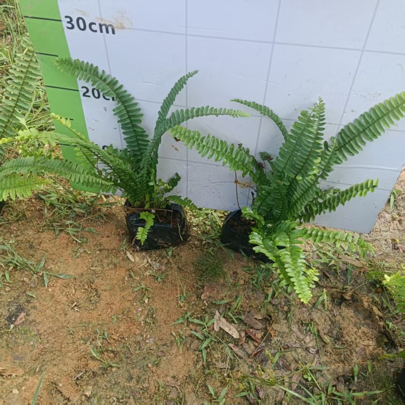 肾蕨排骨草基地直发品种保证支持视频看货