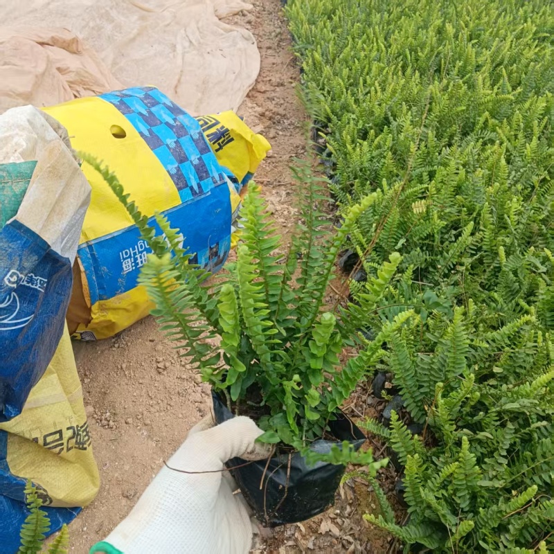 肾蕨排骨草基地直发品种保证支持视频看货