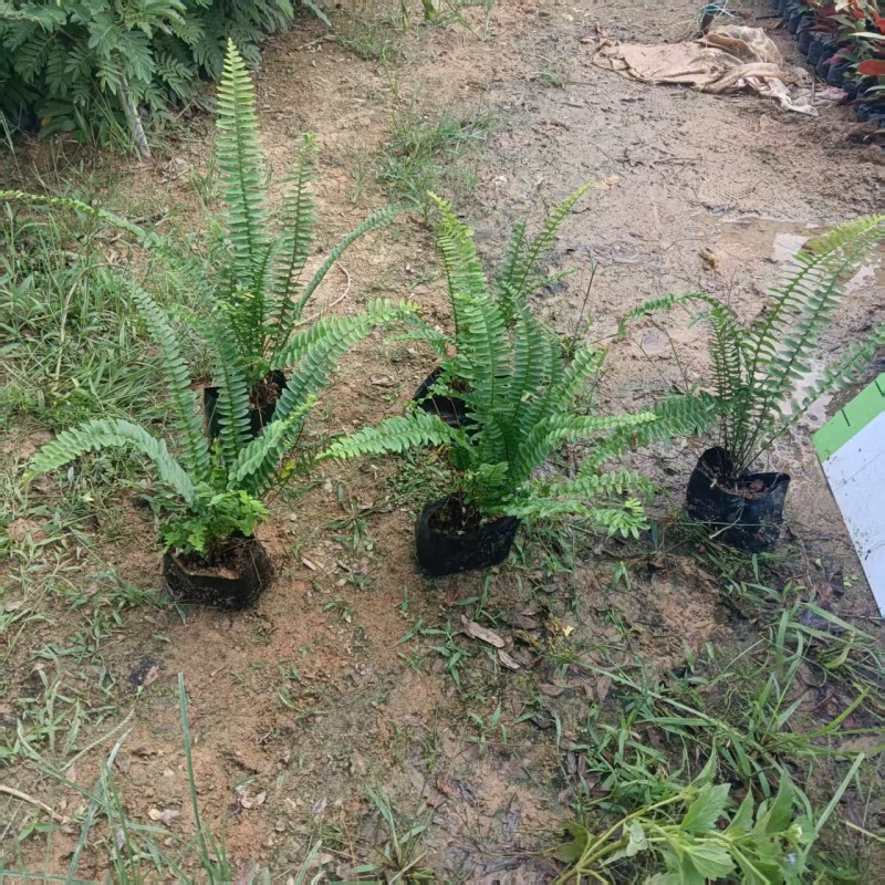 肾蕨排骨草基地直发品种保证支持视频看货