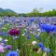 矢车菊花种四季易种活蓝色矢车菊种子室外庭院绿化耐寒花