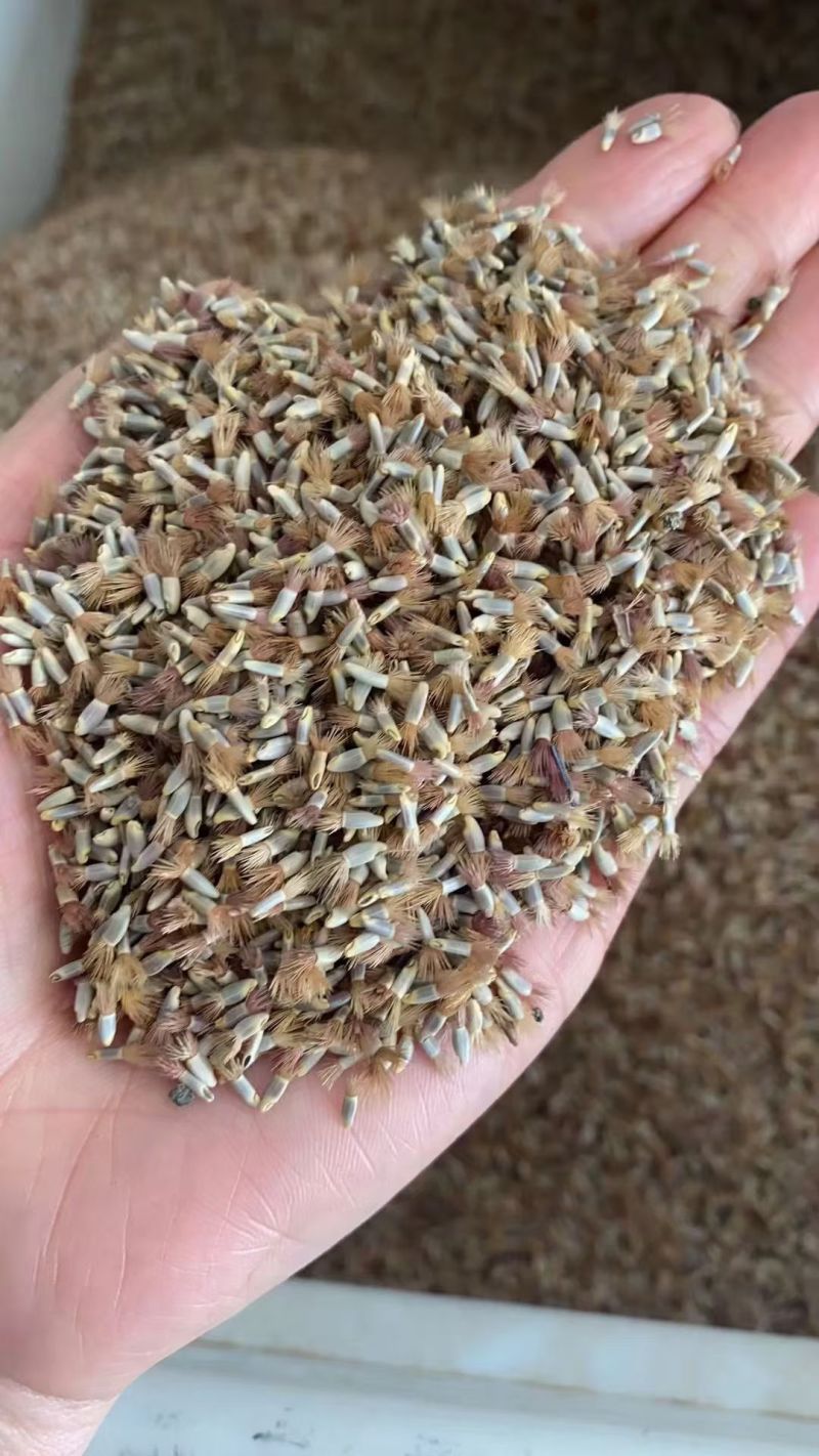 矢车菊花种四季易种活蓝色矢车菊种子室外庭院绿化耐寒花
