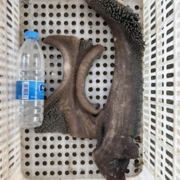 （生牛肚领）规格50斤冻品牛副产品生牛肚领