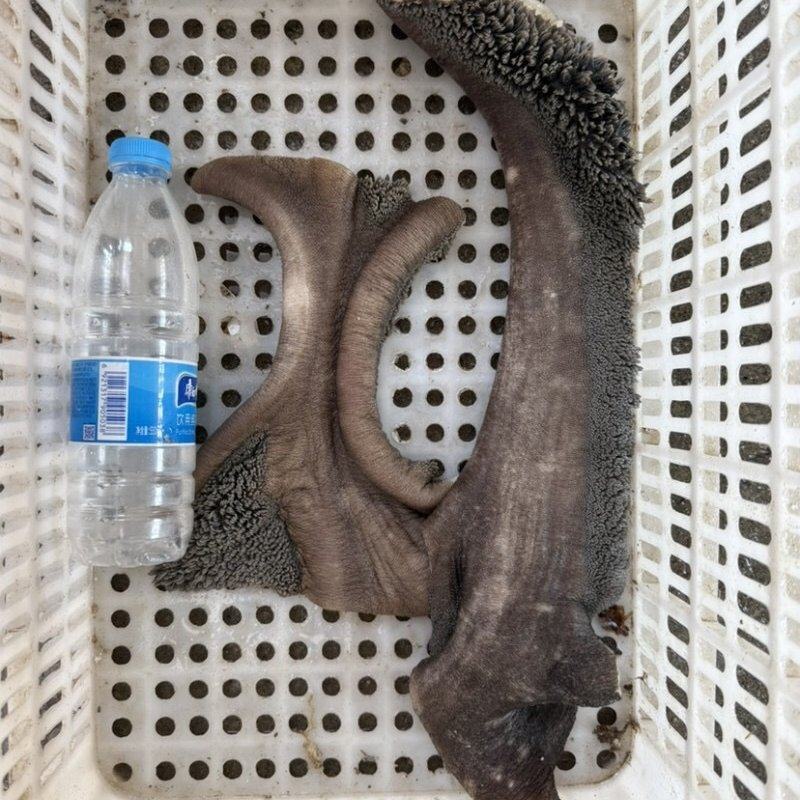 （生牛肚领）规格50斤冻品牛副产品生牛肚领