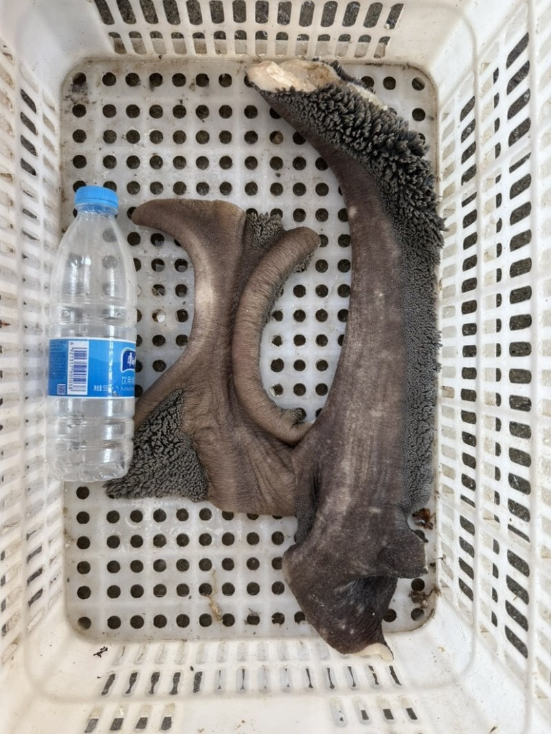 （生牛肚领）规格50斤冻品牛副产品生牛肚领