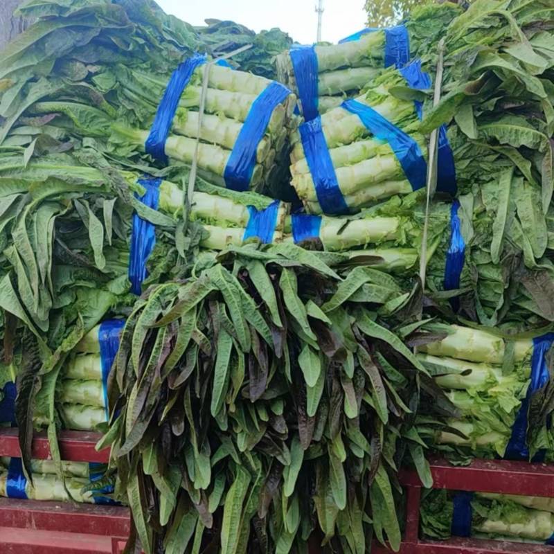 实力推荐红叶莴笋一手货源全国发货量大价优欢迎
