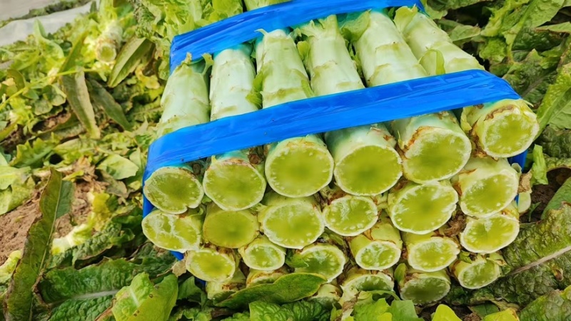 实力推荐红叶莴笋一手货源全国发货量大价优欢迎
