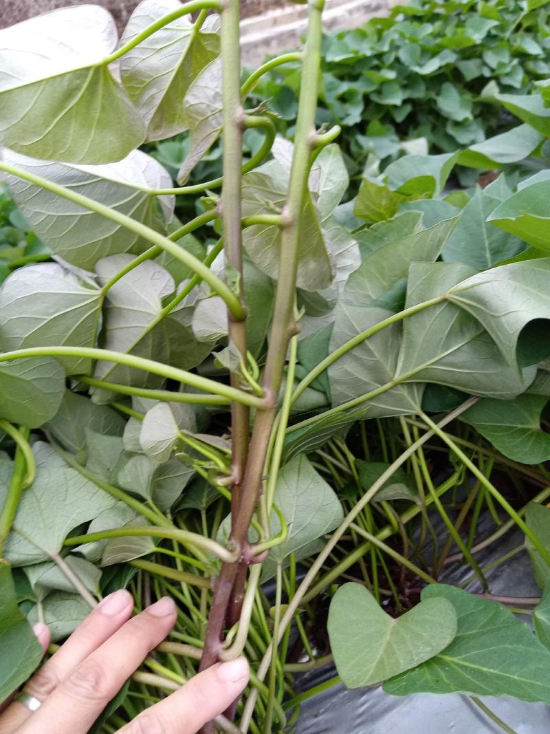 丝滑苗