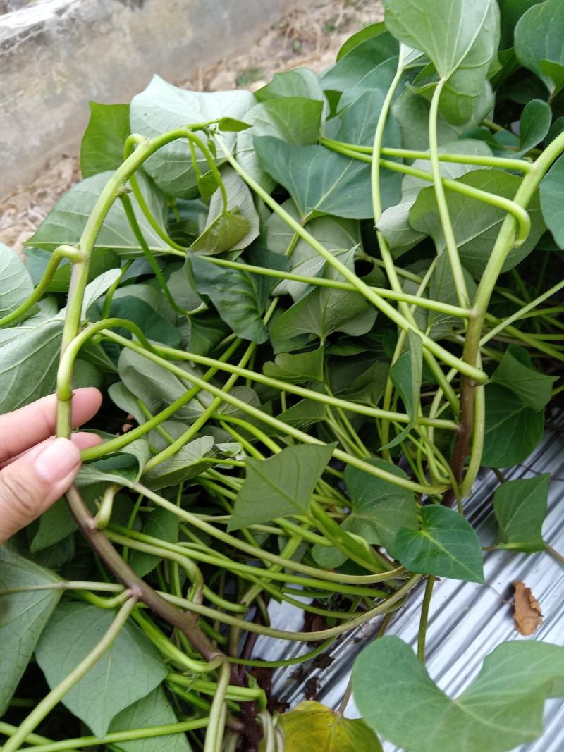 丝滑苗