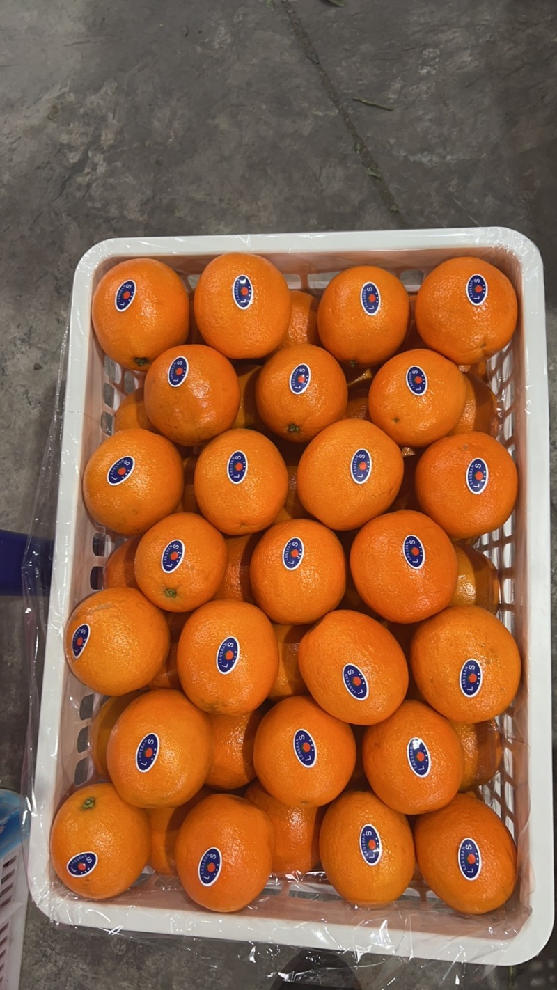重庆纽荷尔脐橙大量上市香甜多汁规格齐全直发全国