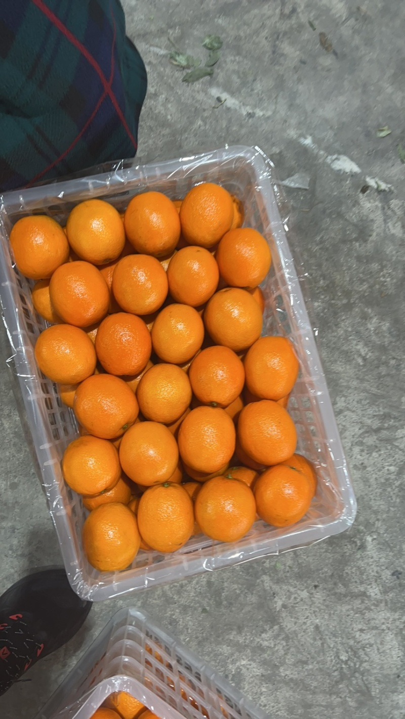 重庆纽荷尔脐橙大量上市香甜多汁规格齐全直发全国