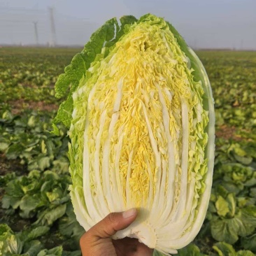 山西黄心白菜文水县白菜量大从优欢迎各位老板来电订购