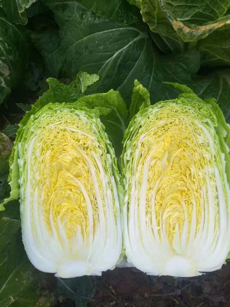 山西黄心白菜文水县白菜量大从优欢迎各位老板来电订购