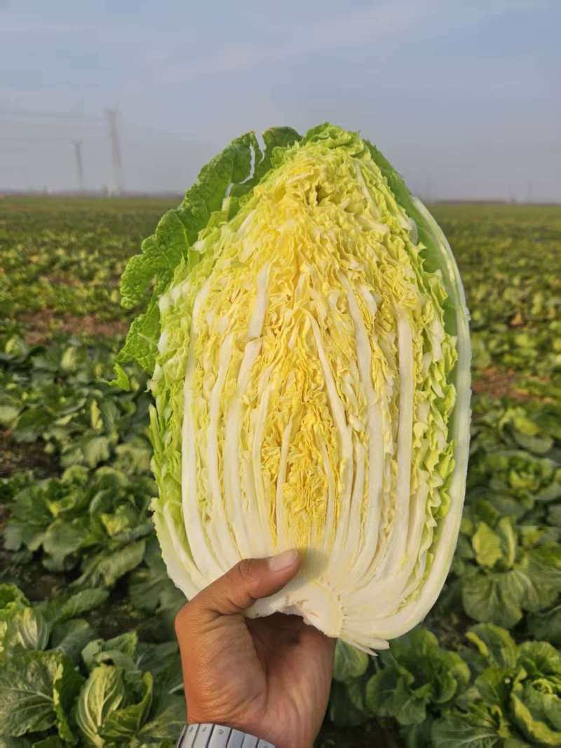 山西黄心白菜文水县白菜量大从优欢迎各位老板来电订购