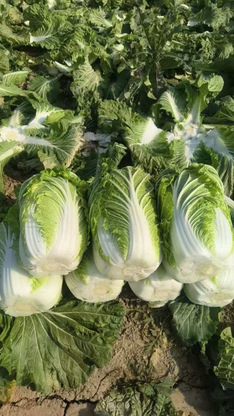 山西黄心白菜文水县白菜量大从优欢迎各位老板来电订购