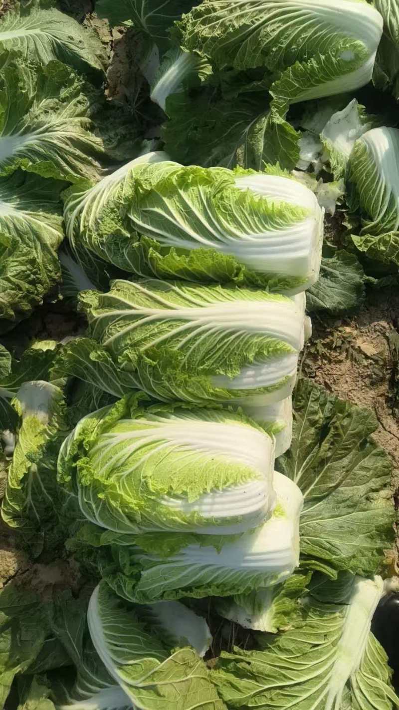 山西黄心白菜文水县白菜量大从优欢迎各位老板来电订购