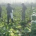 山西黄心白菜文水县白菜量大从优欢迎各位老板来电订购