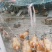 散养走地鸡