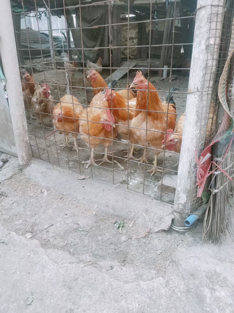散养走地鸡