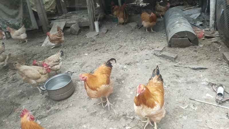 散养走地鸡