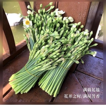 水仙花切花