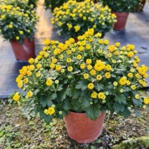 菊花黄色菊花