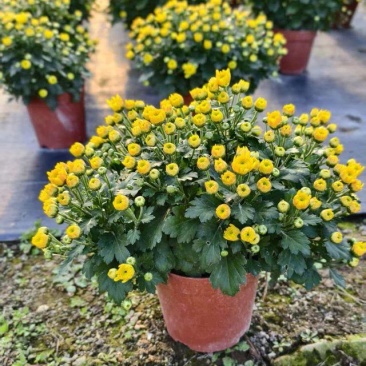 菊花黄色菊花