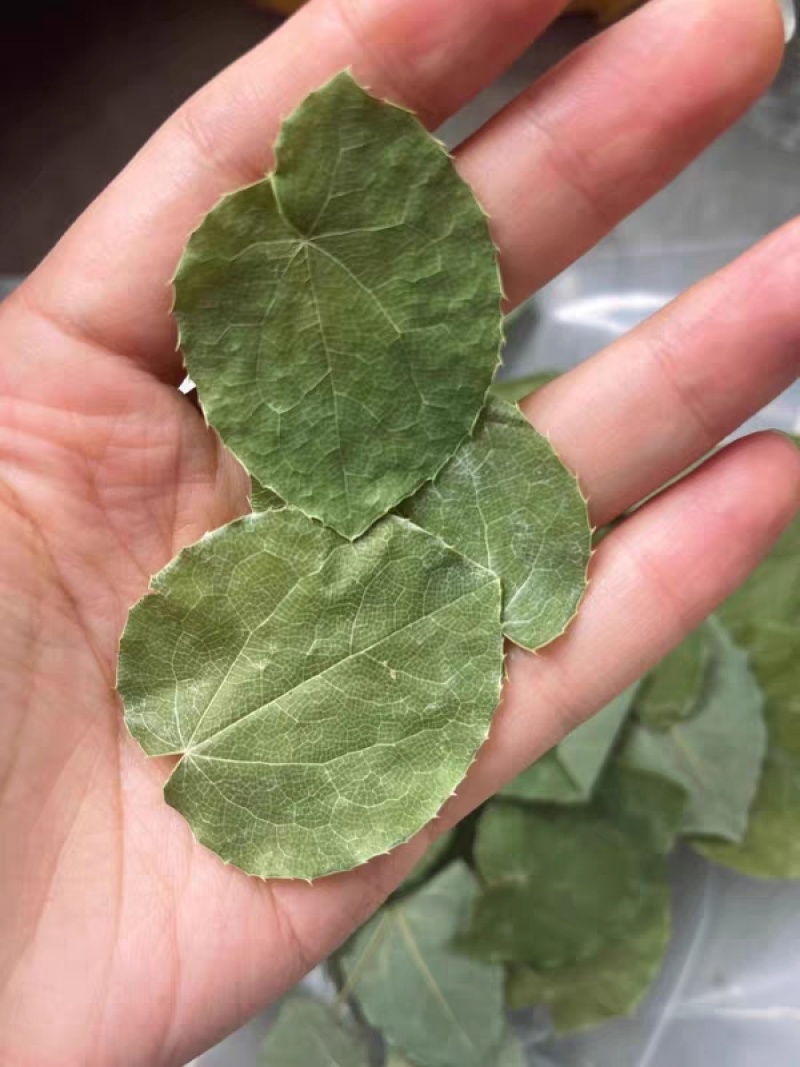 【假一赔十】淫羊藿中药甘肃正品野生淫洋藿叶片批发