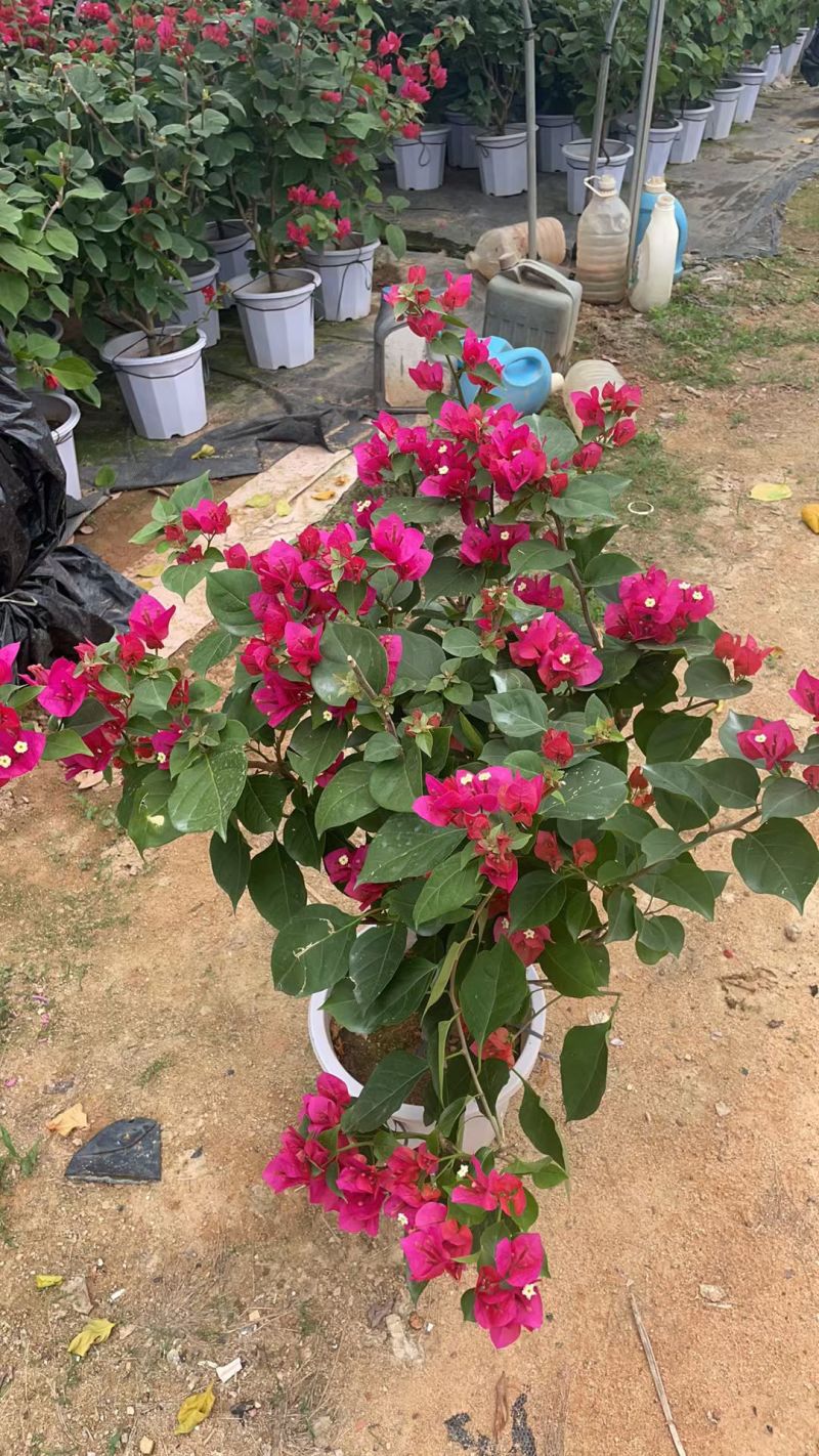 中国红三角梅大量现货基地，现发一条龙服务。