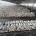 精品平菇，价格美丽，量大产地直发产品质好