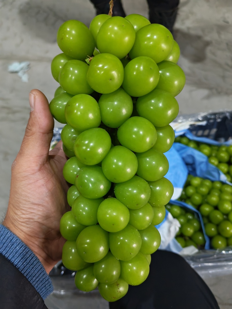 阳光玫瑰大量上市可供市场，商超，电商