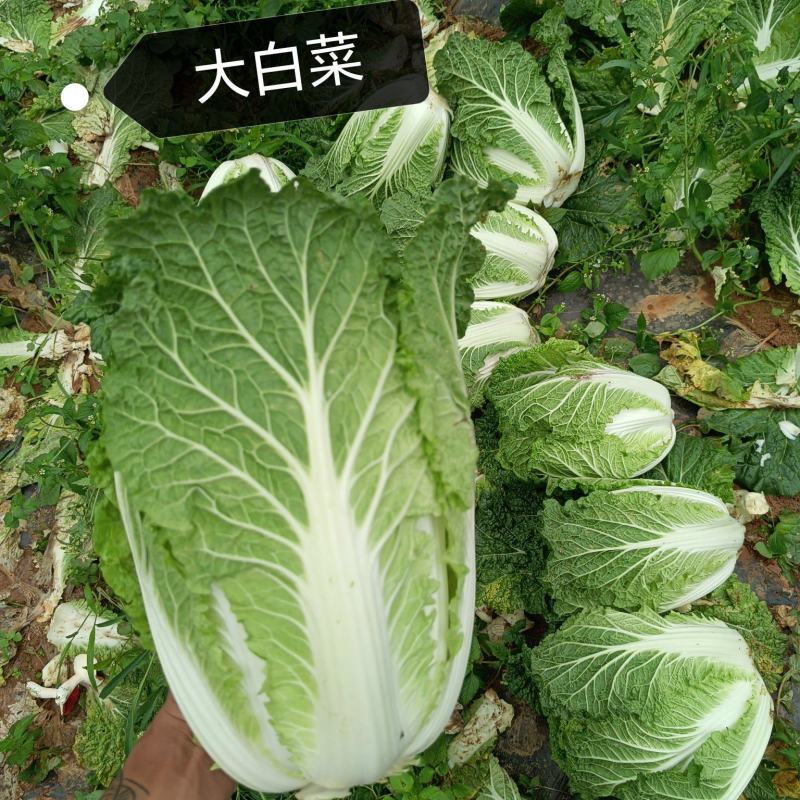 大白菜需要得老板洽谈合作