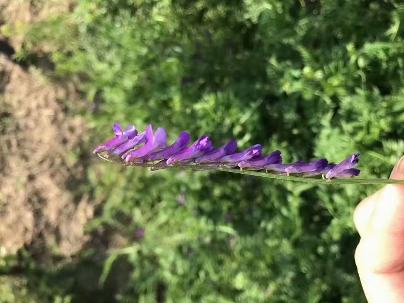 光叶紫花苕子种籽毛田果园固氮绿肥青饲料牧草景观花卉