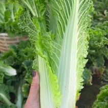 麻叶菜有需要得老板洽谈合作