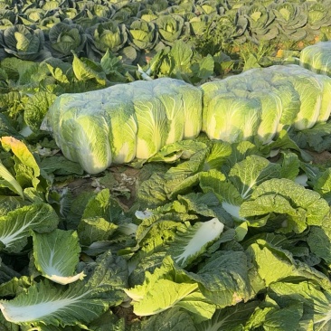 大白菜