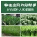 鲜韭菜韭菜专用叶面肥预防干尖黄叶缩短收割周期