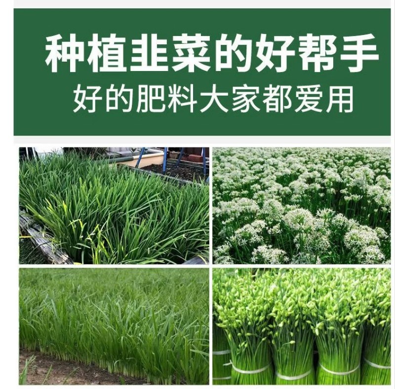 鲜韭菜韭菜专用叶面肥预防干尖黄叶缩短收割周期