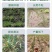 鲜韭菜韭菜专用叶面肥预防干尖黄叶缩短收割周期