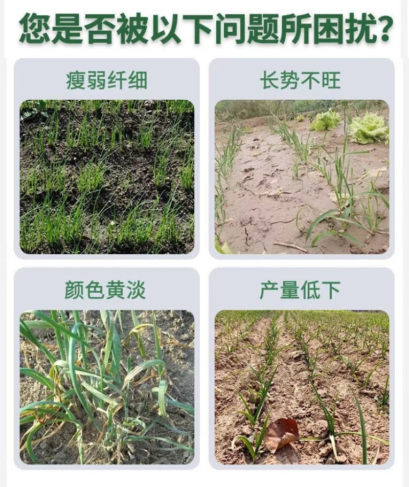鲜韭菜韭菜专用叶面肥预防干尖黄叶缩短收割周期