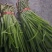 韭菜批发甘肃玉门韭菜种植基地韭菜批发批发韭菜韭菜价格
