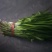 韭菜批发甘肃玉门韭菜种植基地韭菜批发批发韭菜韭菜价格