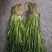 韭菜批发甘肃玉门韭菜种植基地韭菜批发批发韭菜韭菜价格