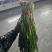 韭菜批发甘肃玉门韭菜种植基地韭菜批发批发韭菜韭菜价格