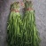 韭菜批发甘肃玉门韭菜种植基地韭菜批发批发韭菜韭菜价格