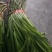 韭菜批发甘肃玉门韭菜种植基地韭菜批发批发韭菜韭菜价格