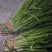 韭菜批发甘肃玉门韭菜种植基地韭菜批发批发韭菜韭菜价格