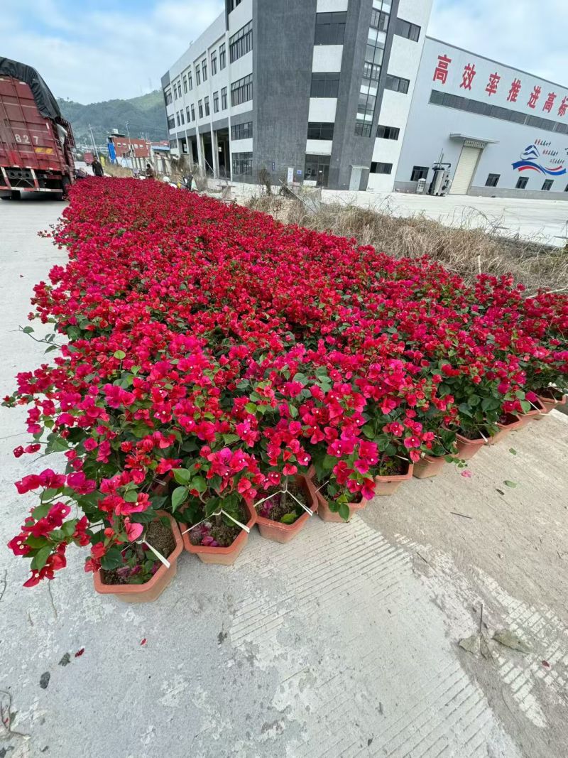 三角梅大量供应，基地现货，全国发货。诚信经营