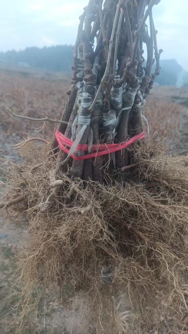 嫁接猕猴桃苗米良一号，瑞玉，翠玉