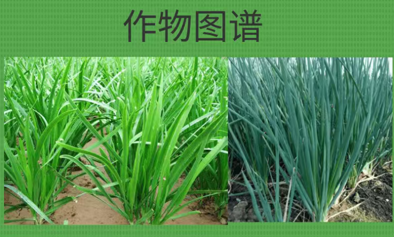 干尖黄叶速绿肥叶片浓绿预防黄叶干尖抗倒伏叶面肥