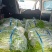 精品芦蒿大量上市产地直发量大从优欢迎来电