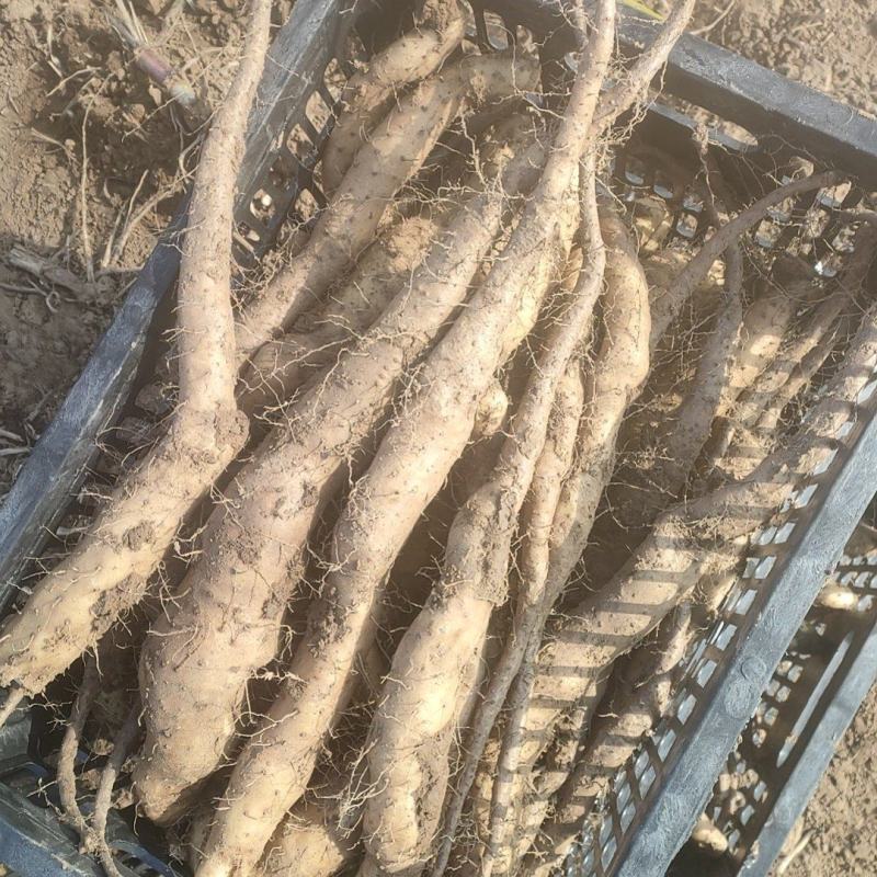 一级白玉山药豆苗